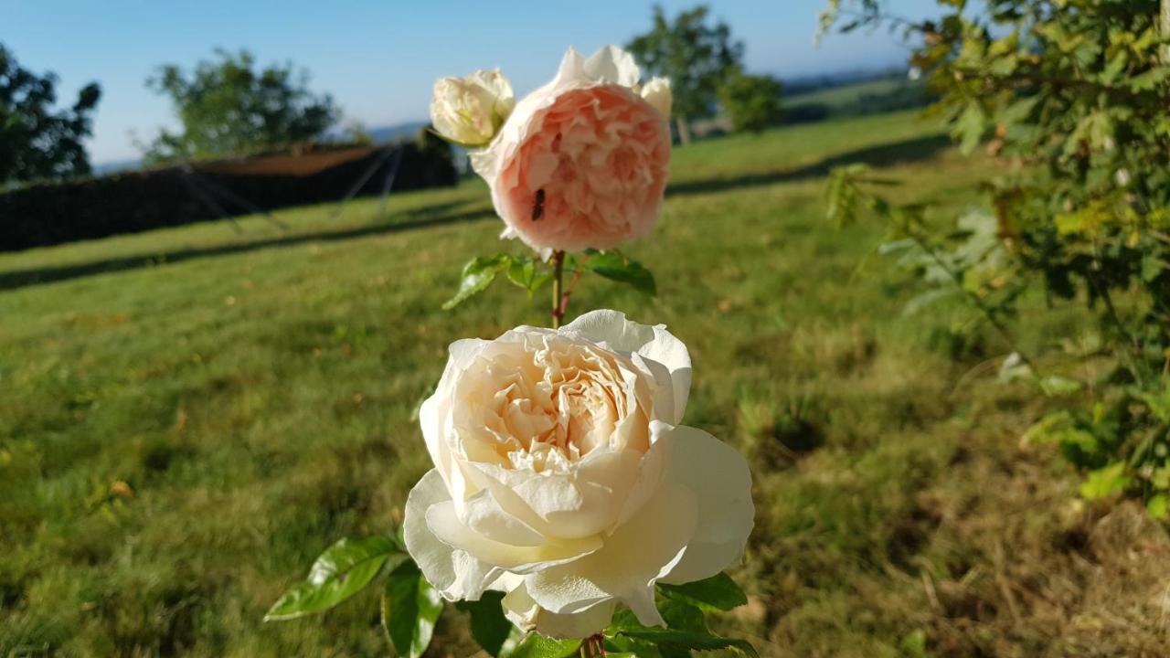 Belle Visnonia B&B Gluten Free & Traditional Béganne Buitenkant foto